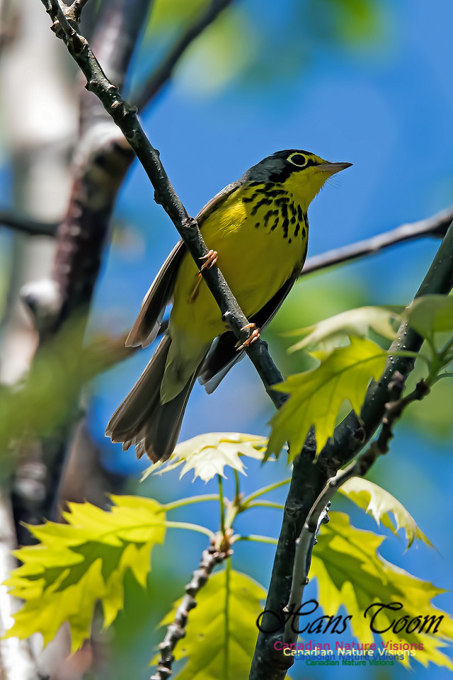 Canada Warbler