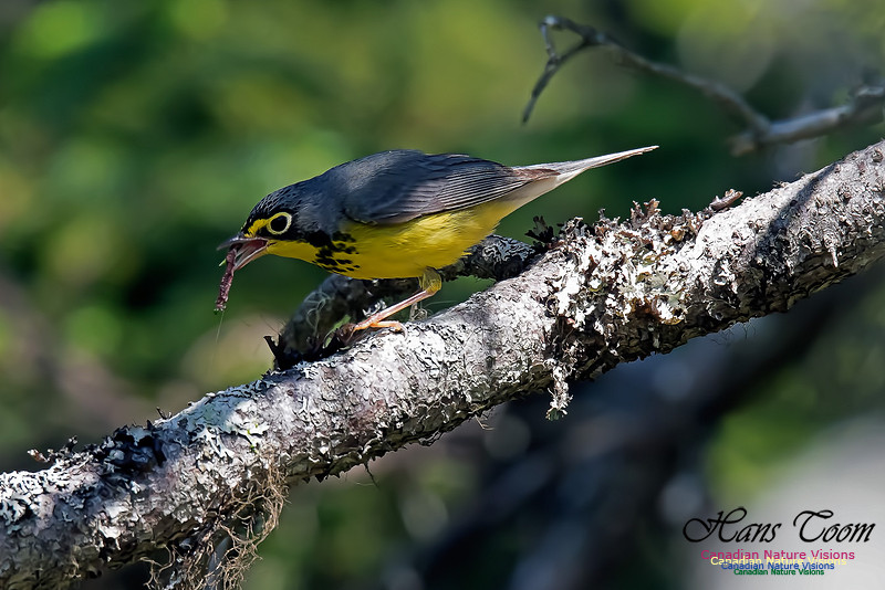 Canada Warbler