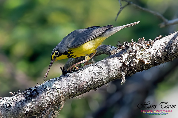 Canada Warbler