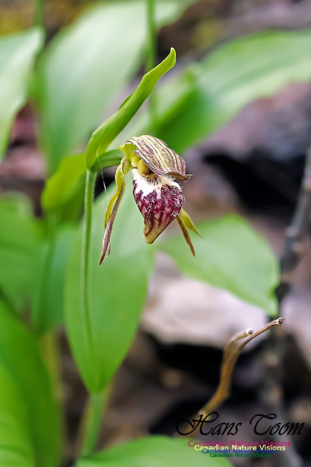 Ram's Head Orchid