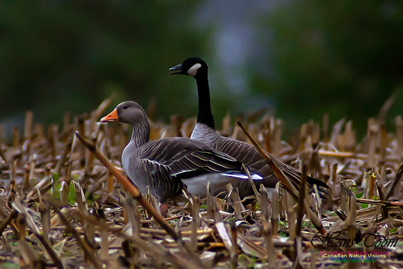 Graylag Goose