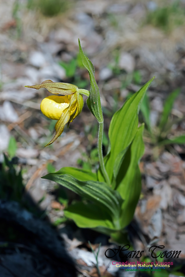 Yellow Lady's-Slipper Orchid