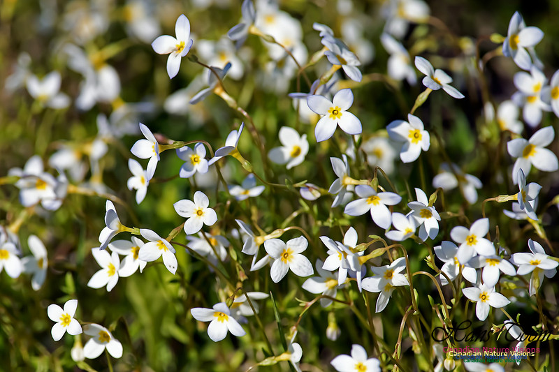 Bluet