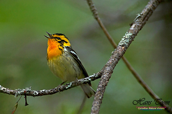 Blackburnian Warbler