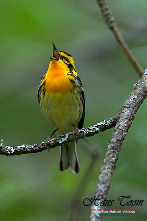Blackburnian Warbler