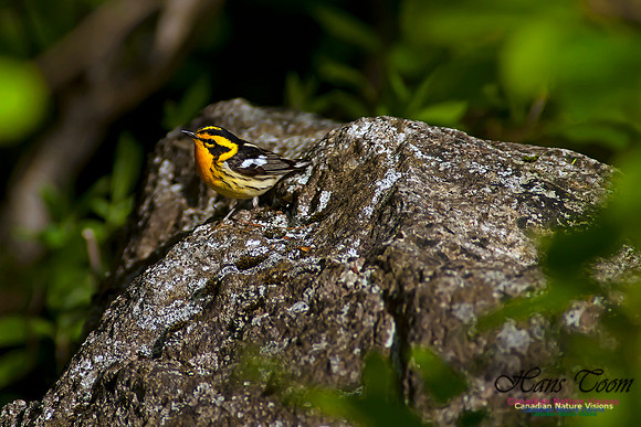 Blackburnian Warbler
