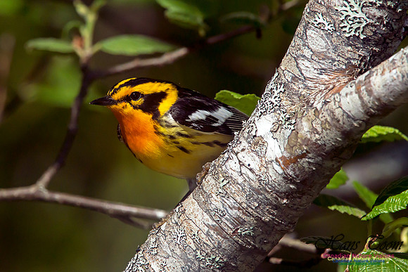 Blackburnian Warbler