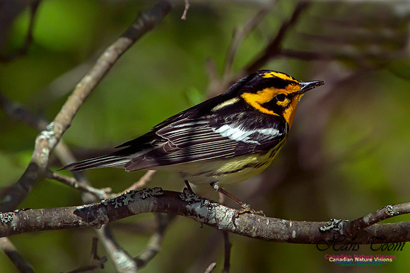 Blackburnian Warbler