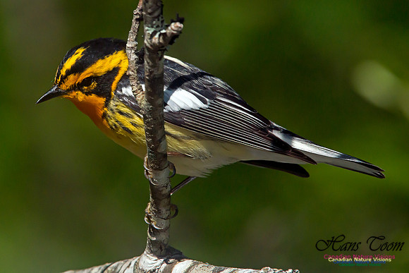 Blackburnian Warbler