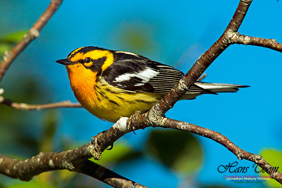 Blackburnian Warbler