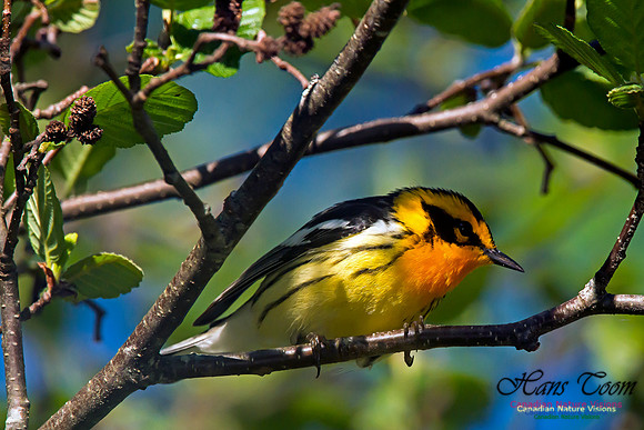 Blackburnian Warbler