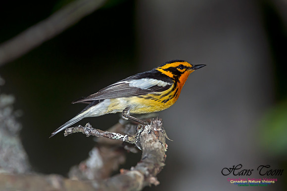 Blackburnian Warbler