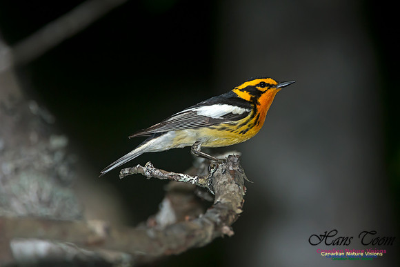 Blackburnian Warbler