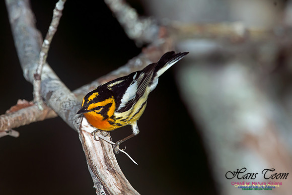 Blackburnian Warbler