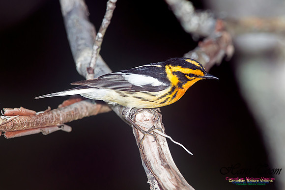 Blackburnian Warbler