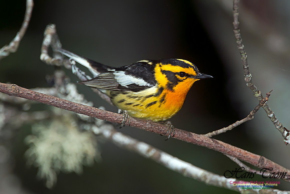 Blackburnian Warbler