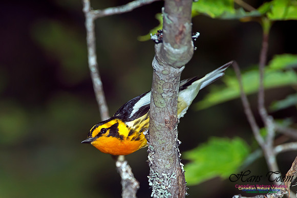 Blackburnian Warbler