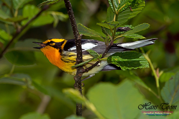 Blackburnian Warbler
