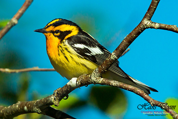 Blackburnian Warbler