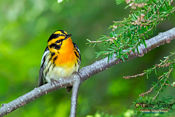 Blackburnian Warbler