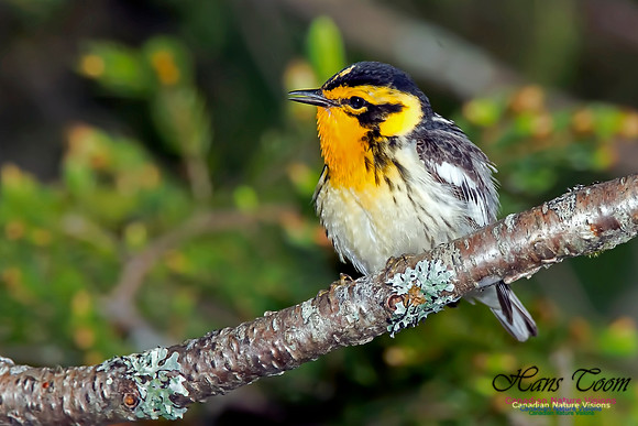 Blackburnian Warbler