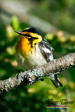 Blackburnian Warbler