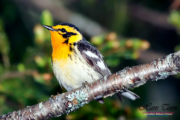 Blackburnian Warbler