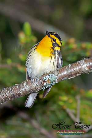 Blackburnian Warbler