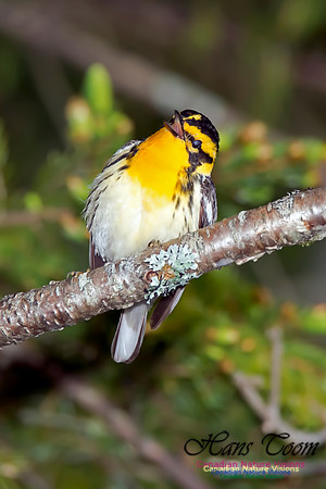 Blackburnian Warbler