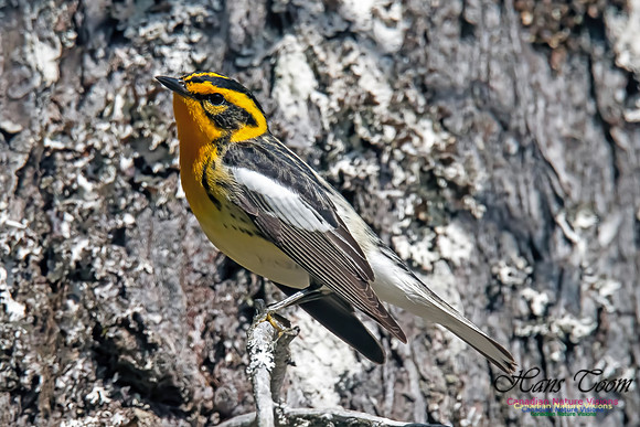 Blackburnian Warbler