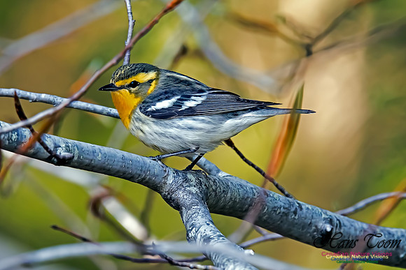 Blackburnian Warbler