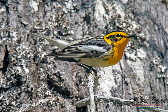 Blackburnian Warbler