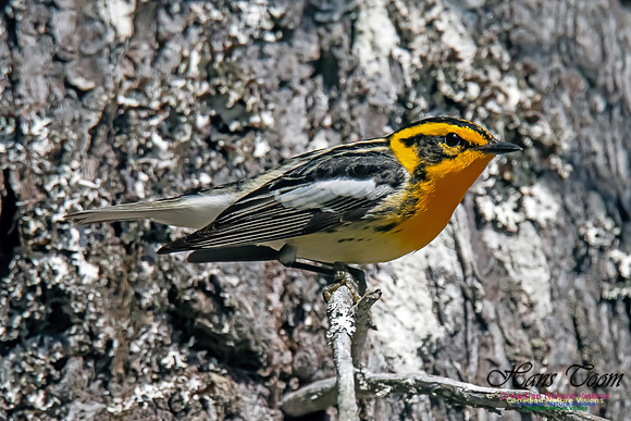 Blackburnian Warbler