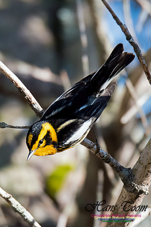 Blackburnian Warbler