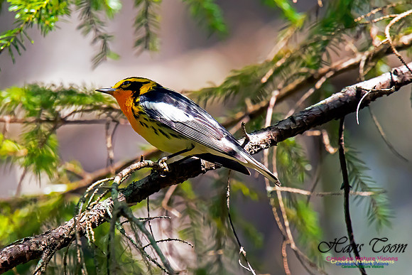 Blackburnian Warbler