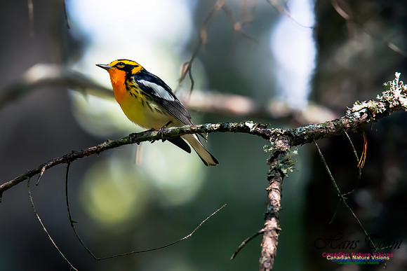 Blackburnian Warbler