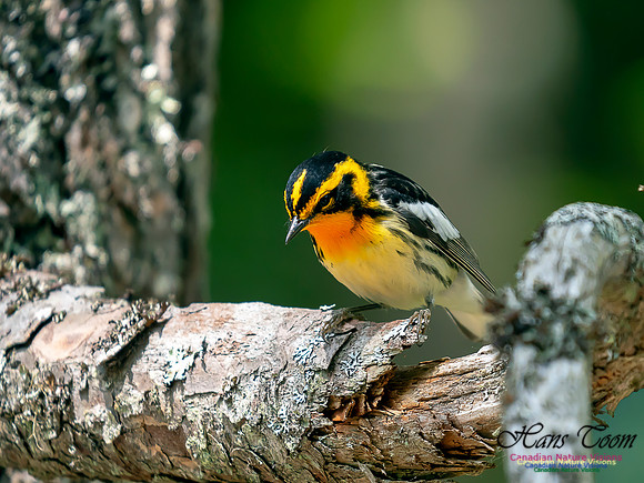 Blackburnian Warbler 9