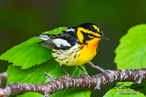 Blackburnian Warbler 107