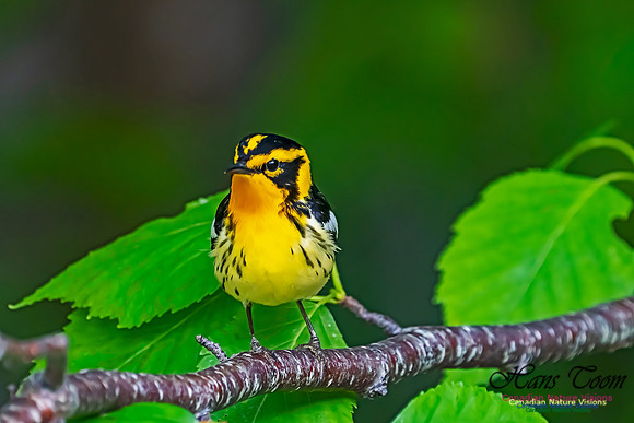 Blackburnian Warbler 106