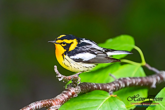 Blackburnian Warbler 105