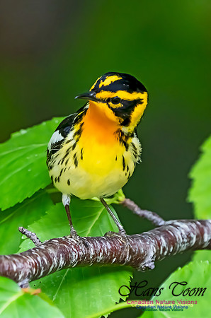 Blackburnian Warbler 108
