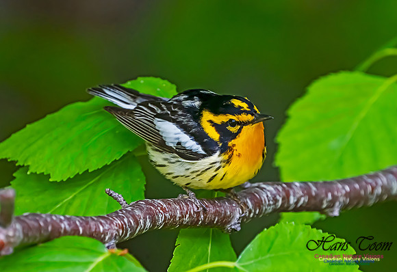 Blackburnian Warbler 109