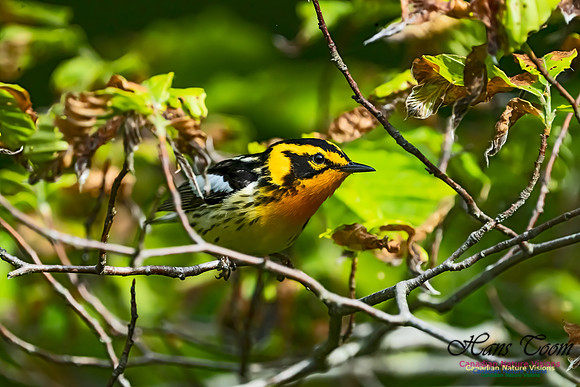 Blackburnian Warbler 101