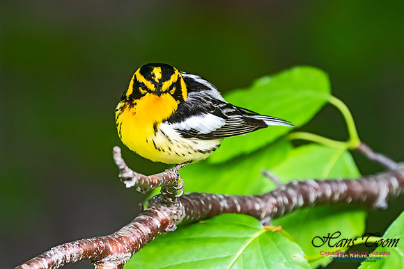Blackburnian Warbler 104