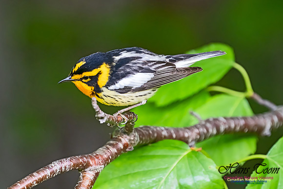 Blackburnian Warbler 102