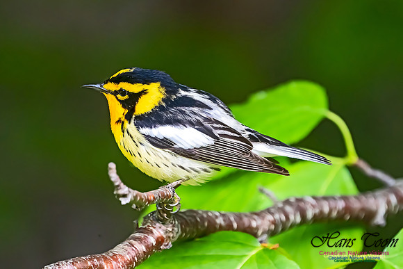 Blackburnian Warbler 103