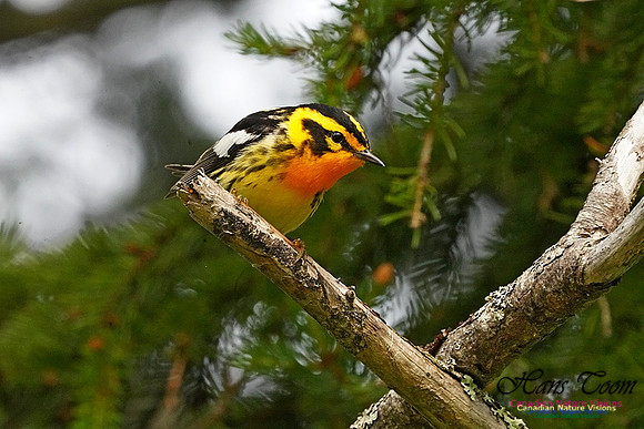 Blackburnian Warbler 162