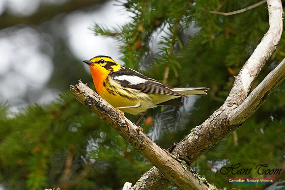 Blackburnian Warbler 160