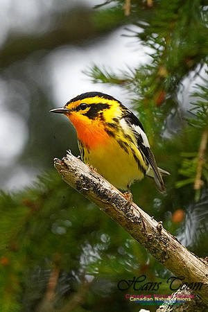 Blackburnian Warbler 161