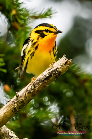 Blackburnian Warbler 1050